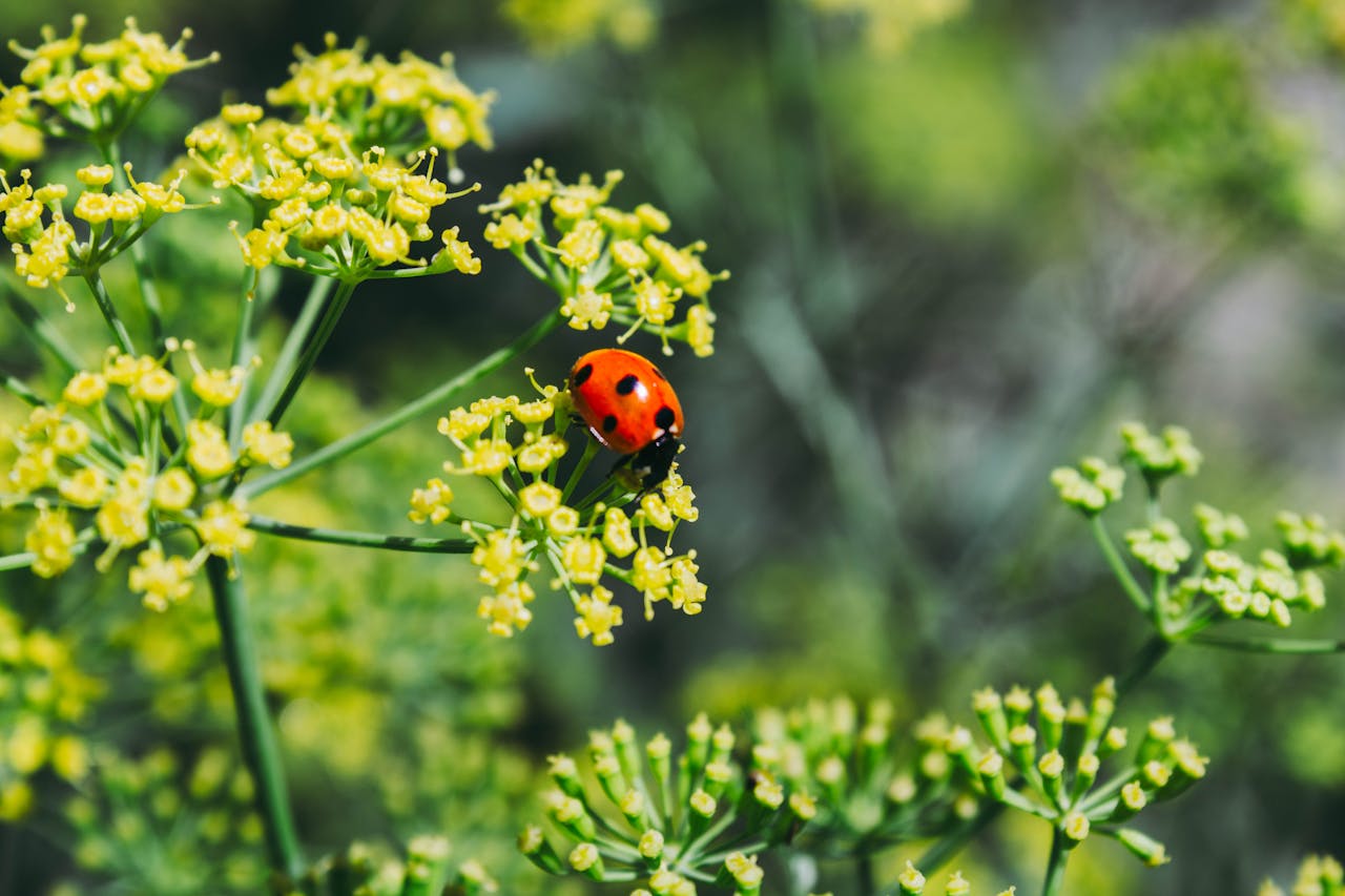 A vibrant ladybug sits delicately on a green fennel plant with yellow blooms.